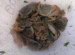 Invasive Species: Chinese Mitten Crabs