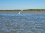 Seal Sightings in the Thames