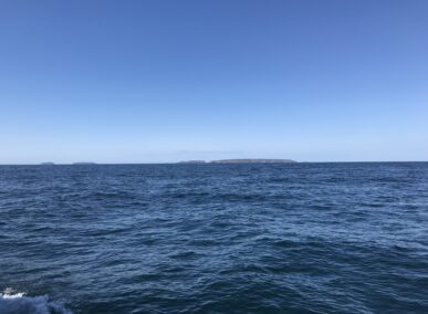 Cetaceans of the UK: Harbour Porpoise