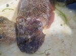 Chameleons of the Sea – Cuttlefish in the UK