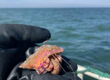 Hermit Crabs: Decision Making and Engineering