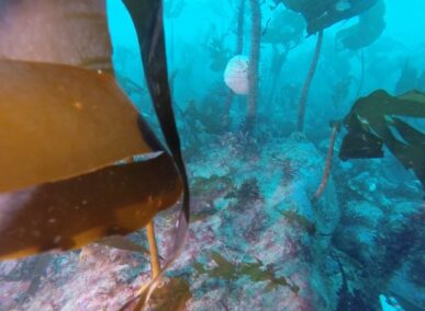 Kelp Forests of the UK